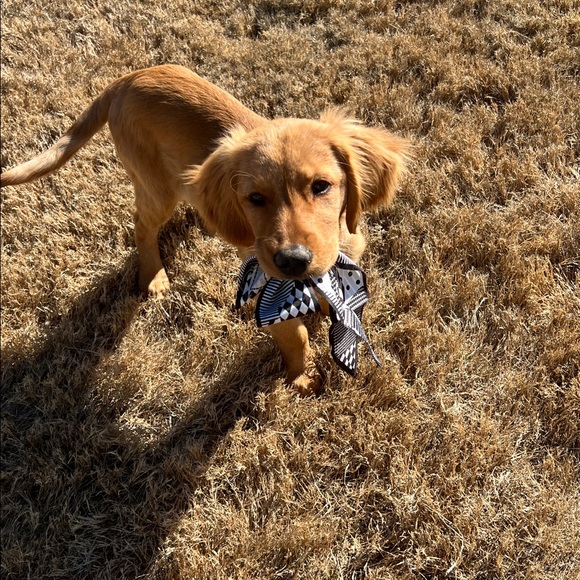 purse scarves  unbranded 10 assorted - Picture 3 of 3